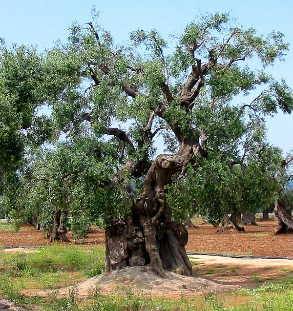 uralte Olivenbaum