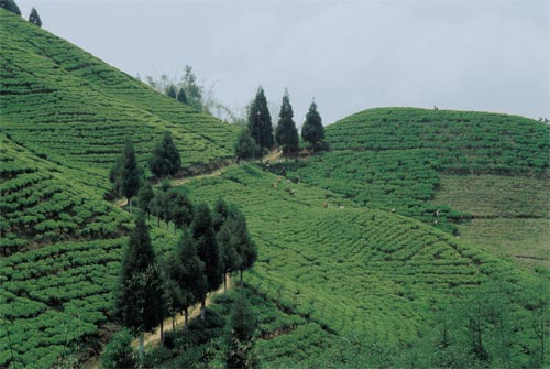 teeplantage-darjeeling