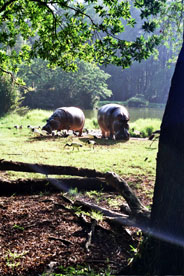 Hallerpark Hippos